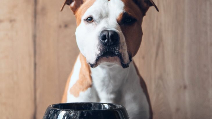 Which diet is best for your dog? Surprising new insights revealed