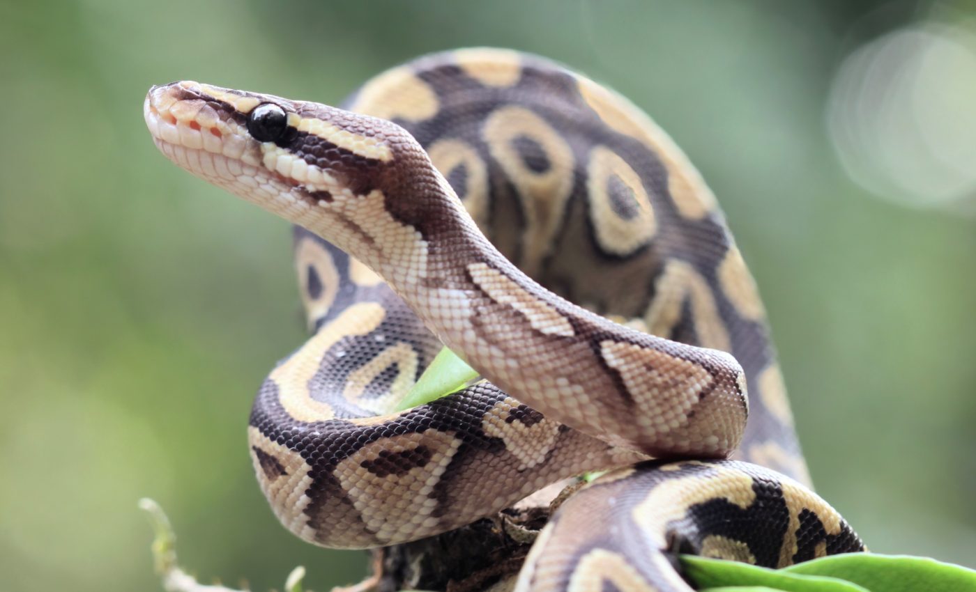 Why reptiles may soon become top priority for conservation efforts