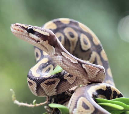 2025/10/Reptile-conservation.jpg