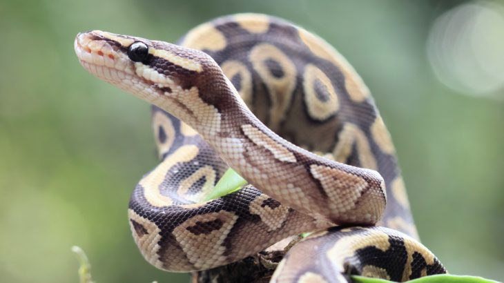 Why reptiles may soon become top priority for conservation efforts