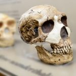 2025/10/Neanderthal-gene.jpg