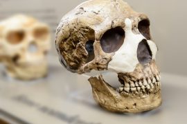 2025/10/Neanderthal-gene.jpg