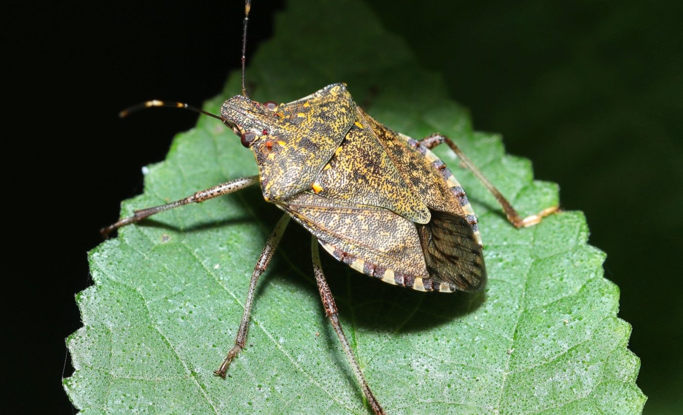 Why stinkbugs grow 'fungus farms' on their legs