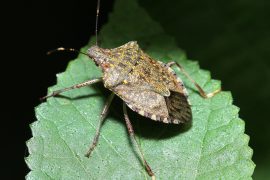 2025/10/Stinkbug-fungus.jpg