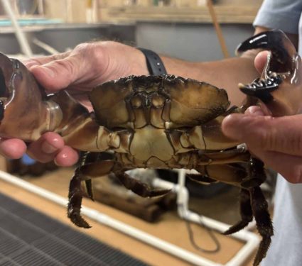 2025/10/stone-crabs-virginia-waters-discovery.jpg