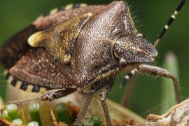 2025/10/plague-case-california-flea-bite.jpg