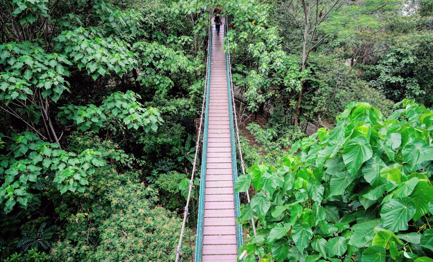 Highways in the forest: How animals use canopy bridges