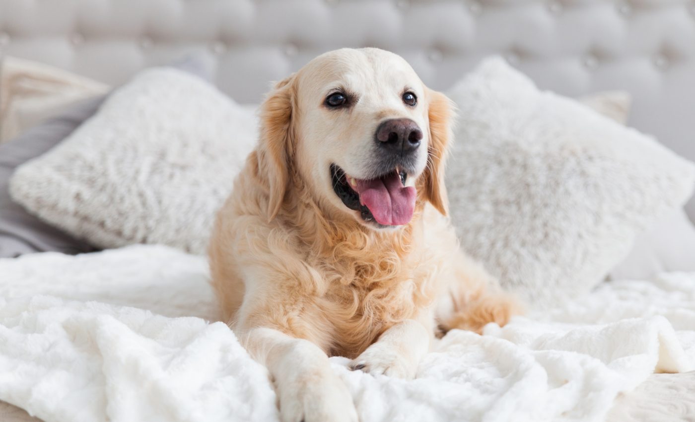 Dogs may hold the key to slow aging in humans