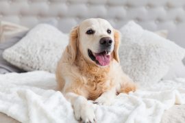 2025/10/Dog-aging.jpg