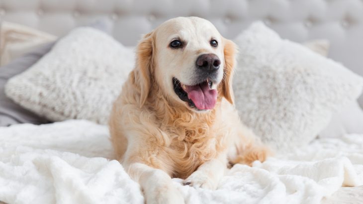 Dogs may hold the key to slow aging in humans