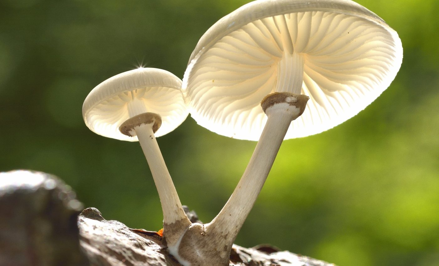 Fungi took root on land long before plants ever did