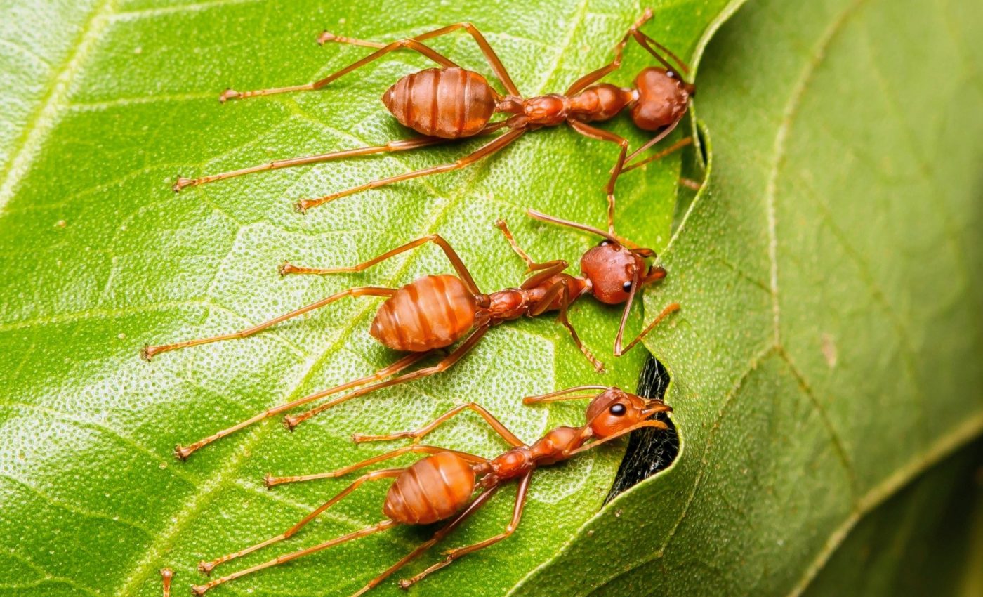 Ants use a gene ‘bulldozer’ to control chaos and stay coordinated