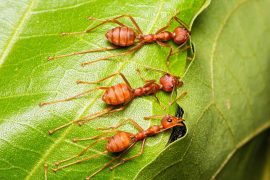2025/10/Ant-gene-2.jpg