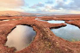 2025/10/Carbon-peatland3.jpg