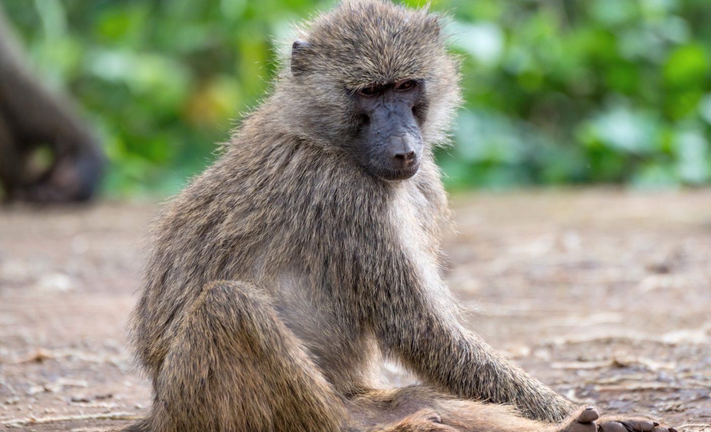 Baboons share food based on the strength of their friendships