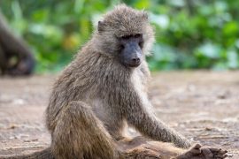 2025/10/Baboon-food3.jpg