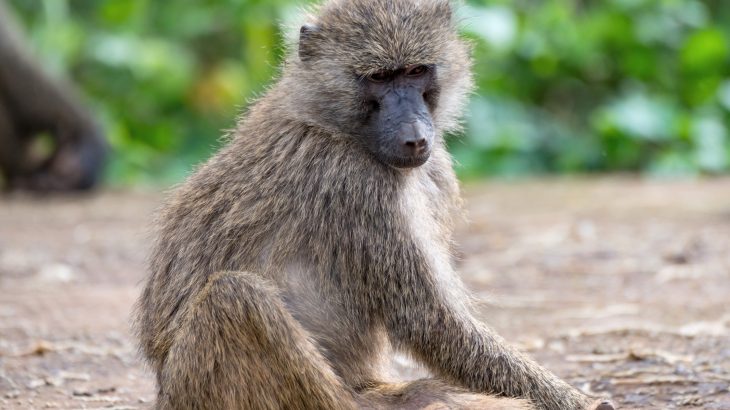 Baboons share food based on the strength of their friendships