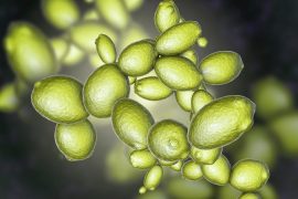 2025/10/Yeast-Mars.jpg