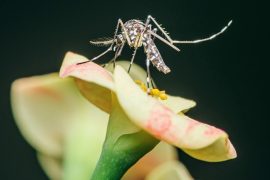2025/10/Mosquito-fungus.jpg