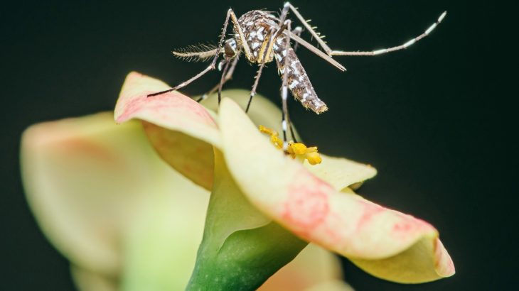 Fungus that smells like flowers could help wipe out mosquitoes