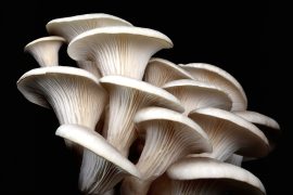 2025/10/Mushrooms-computers.jpg