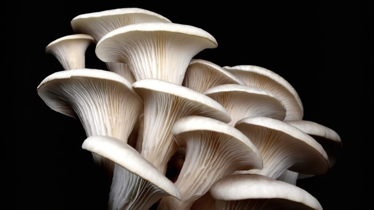 Future computers could grow their own memory - from mushrooms