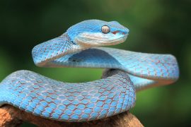 2025/10/Reptiles-crystals.jpg