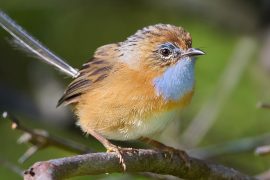 2025/10/Traffic-birds.jpg