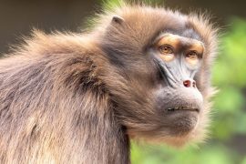 2025/10/Sixth-mass-extinction2.jpg
