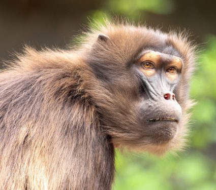 2025/10/Sixth-mass-extinction2.jpg