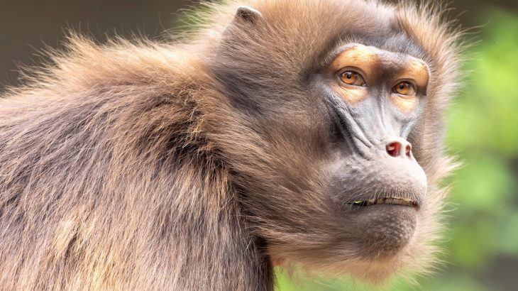 Are we witnessing Earth's sixth mass extinction? Fears may be overstated