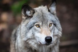 2025/10/Gray-wolves-prey.jpg