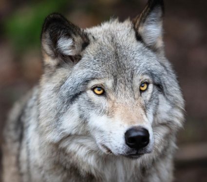 2025/10/Gray-wolves-prey.jpg