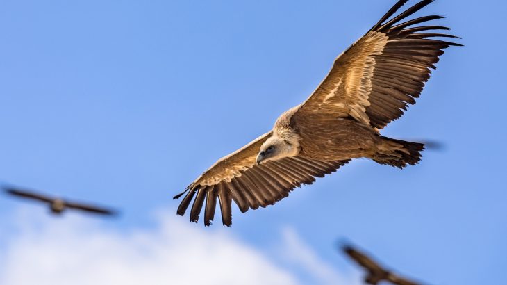 Humans were born scavengers - and it changed our evolution