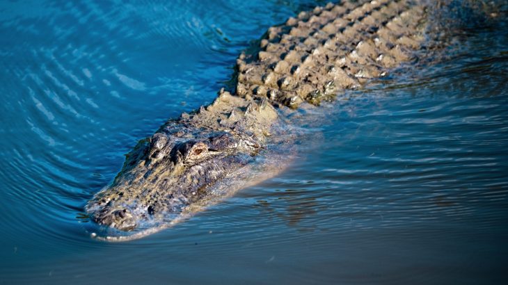 Ancient reptiles grew bigger by changing their posture