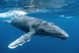 2025/10/Whale-waste.jpg
