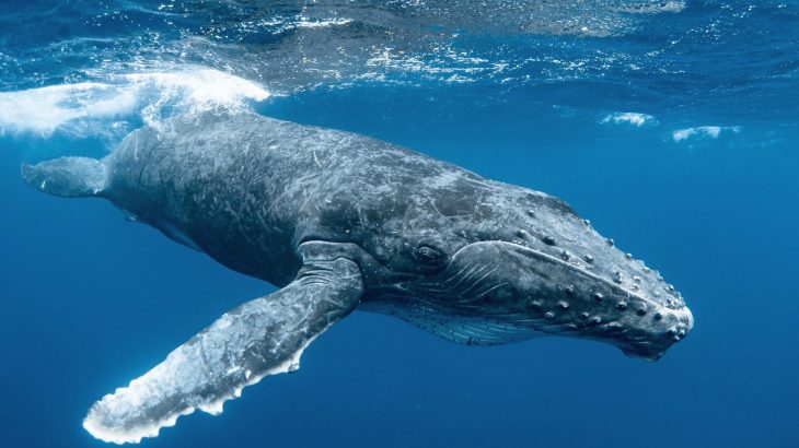 Whale waste fertilizes the ocean, fueling plankton and marine life