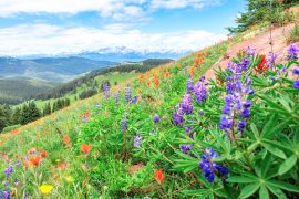 2025/10/Flowers-climate4.jpg