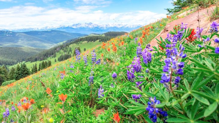 Warming climate is pushing alpine flowers to bloom early