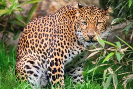 2025/10/Animal-patterns.jpg