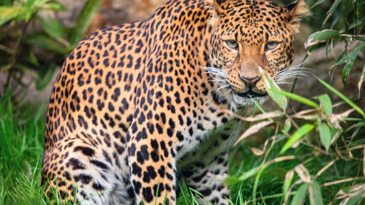 Imperfections in animal patterns are inspiring future materials