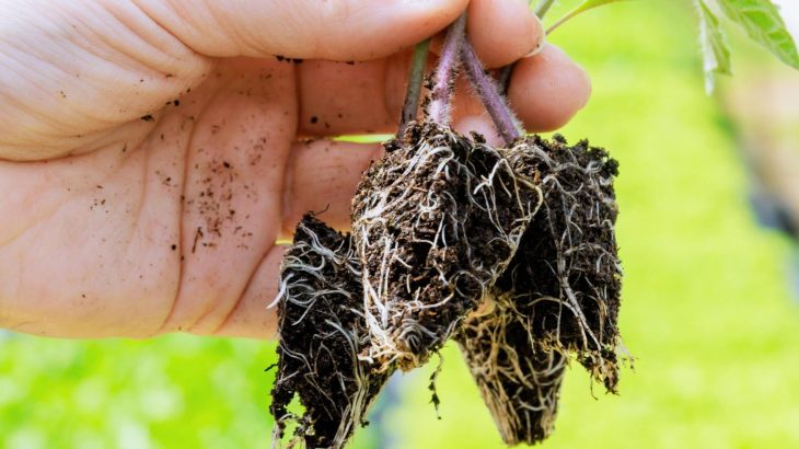 Plants have a secret way of 'breathing' beneath the soil