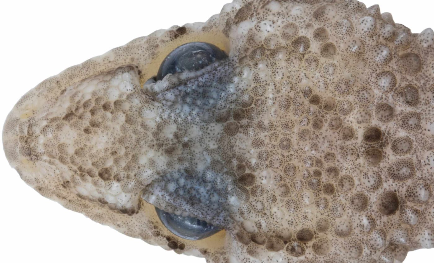 Small reptile covered in spines turns out to be a new species of gecko