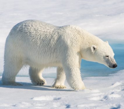 2025/10/Polar-bears-food.jpg