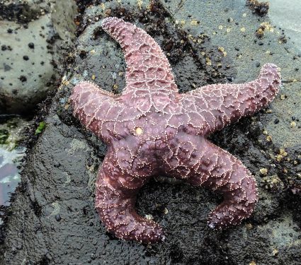 Sea-stars-rebound.jpg
