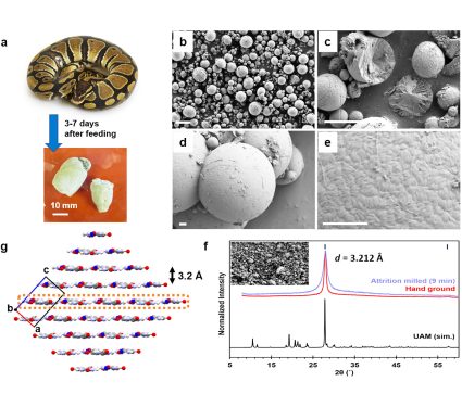2025/10/reptiles_pee-crystals_schematic_ACS_1m.jpg