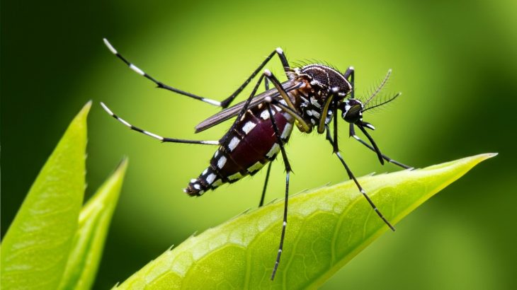 Female mosquitoes control mating with a single move