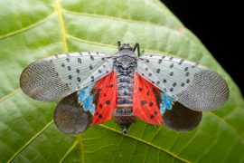 2025/10/Lanternflies-birds.jpg