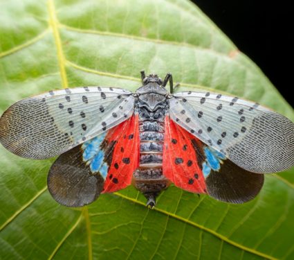 2025/10/Lanternflies-birds.jpg