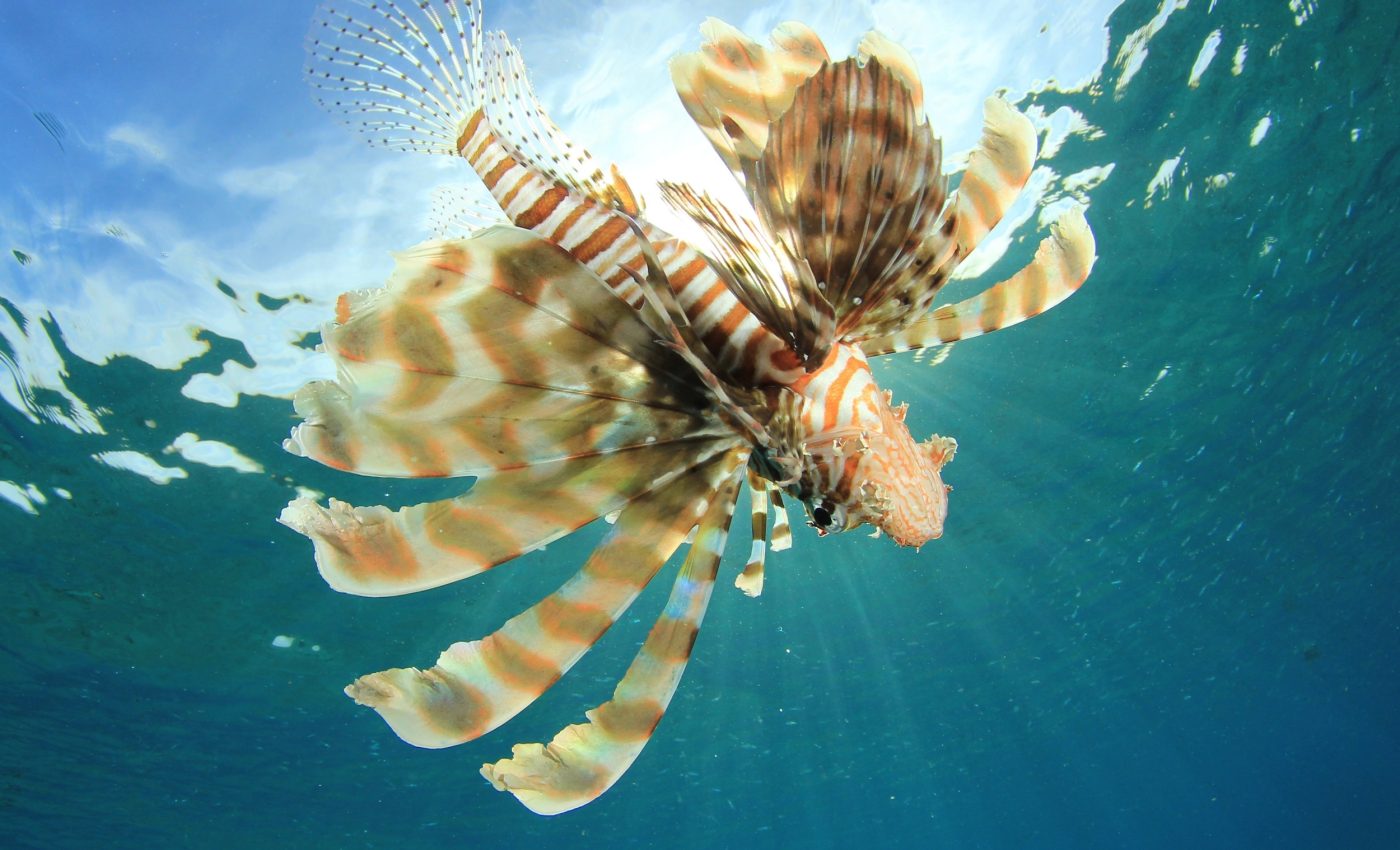 Social media distorts how we see invasive species